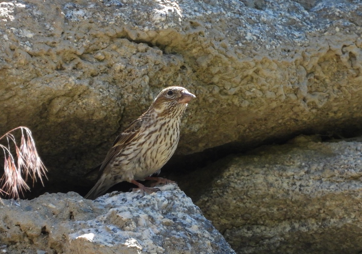 Cassin's Finch - ML620833013