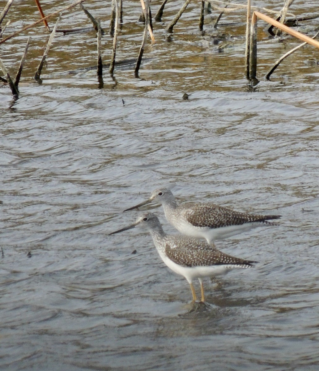 Greater Yellowlegs - Nancy Henke