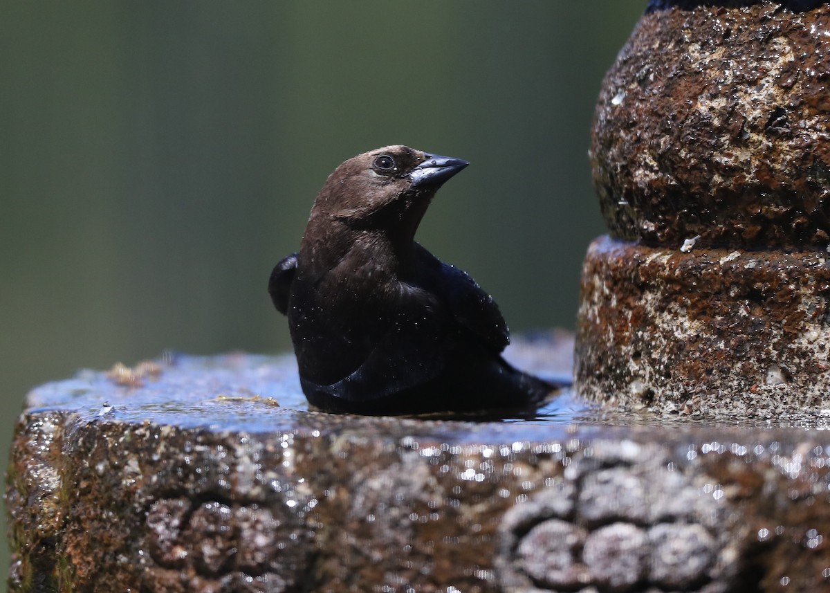 Brown-headed Cowbird - ML620833020