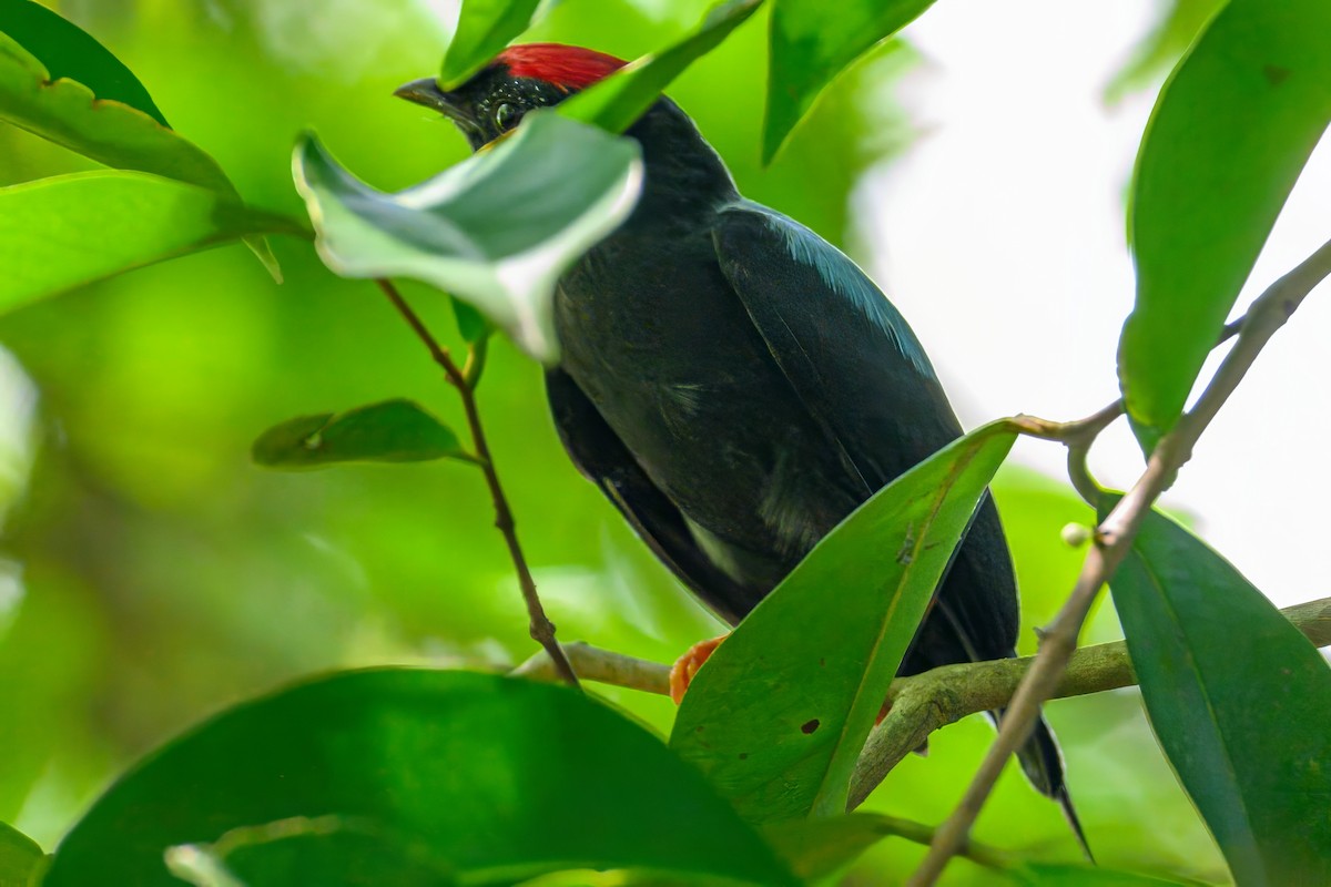 Lance-tailed Manakin - ML620833021