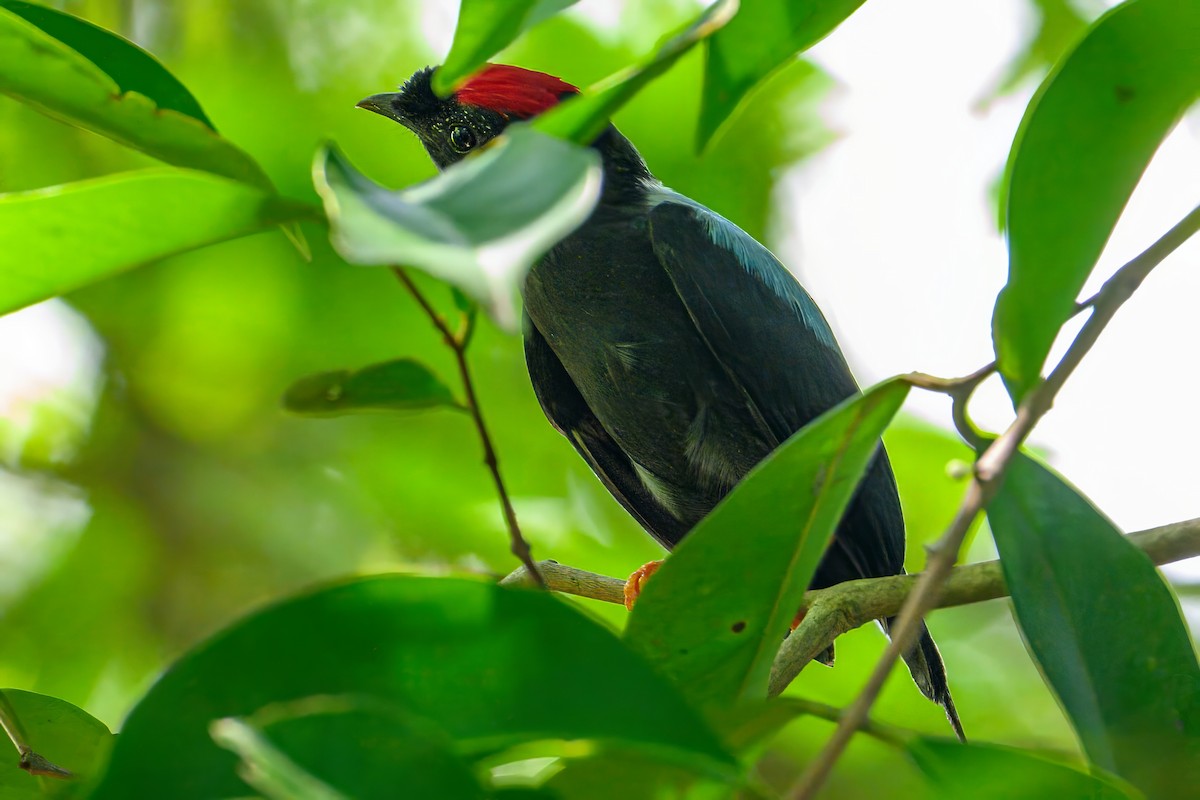 Lance-tailed Manakin - Christine Kozlosky