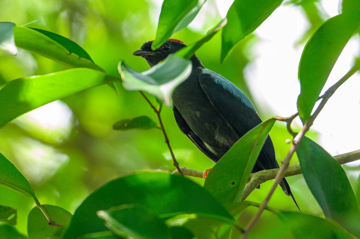 Lance-tailed Manakin - ML620833023