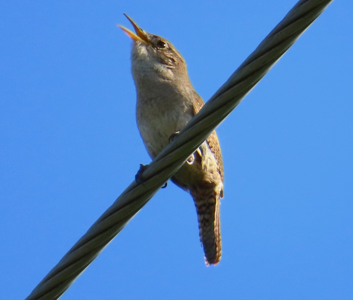 House Wren - ML620833025