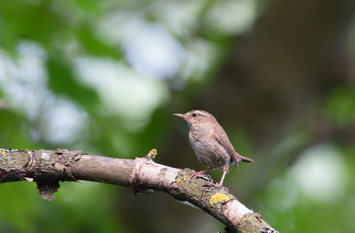 Eurasian Wren - ML620833027