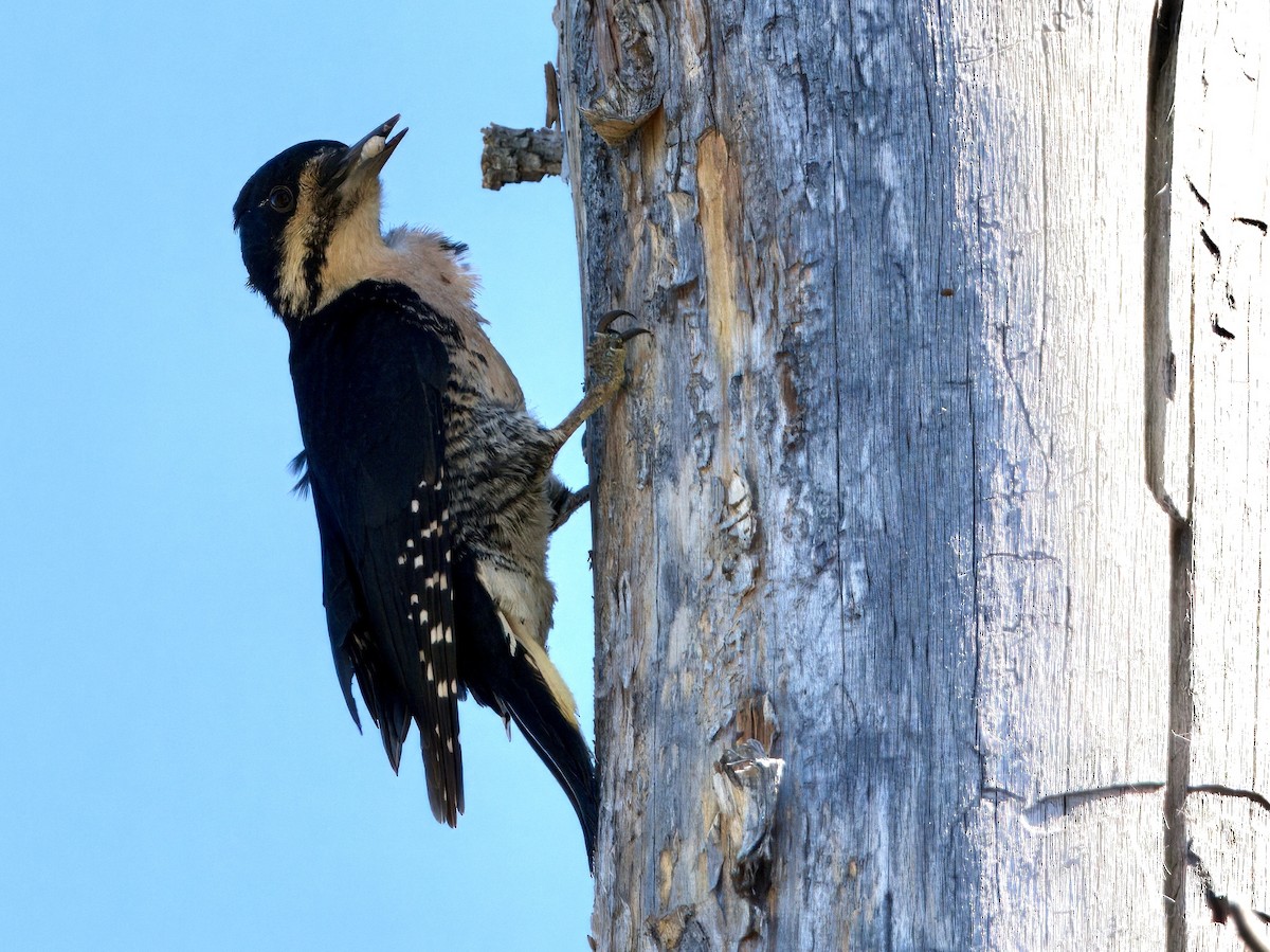 Black-backed Woodpecker - Bobby Wilcox