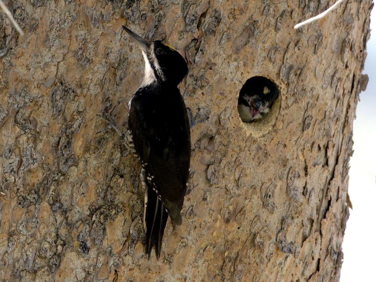 Black-backed Woodpecker - ML620833033