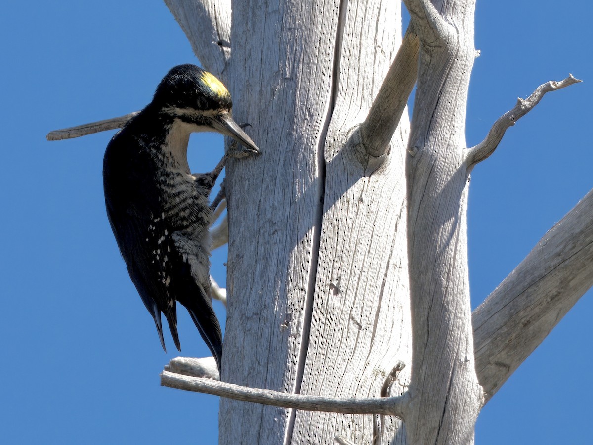 Black-backed Woodpecker - ML620833034