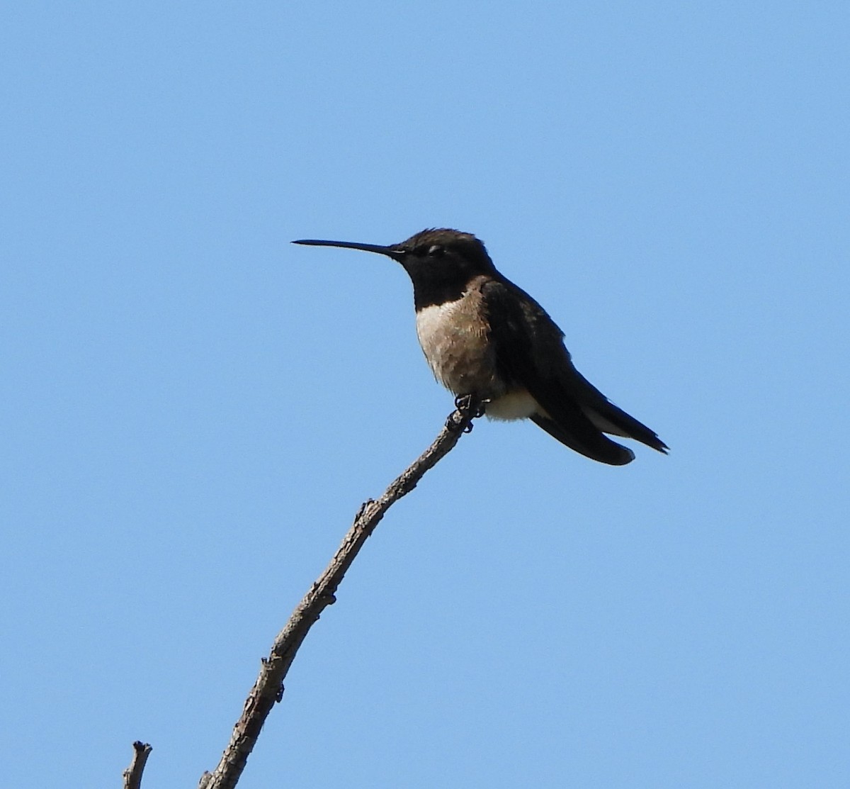 Black-chinned Hummingbird - ML620833043