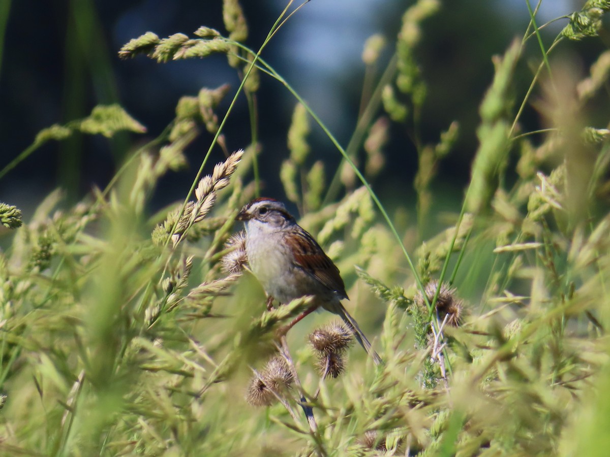 Swamp Sparrow - ML620833048