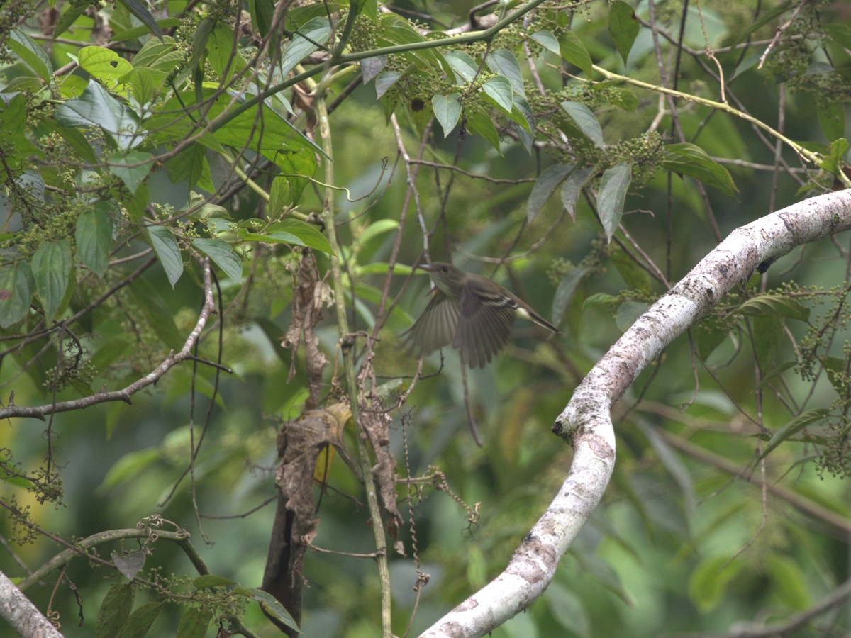 Alder/Willow Flycatcher (Traill's Flycatcher) - ML620833050