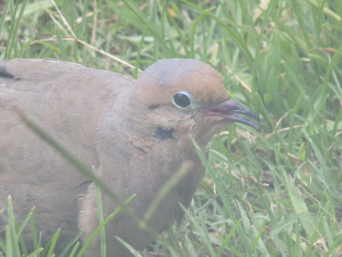 Mourning Dove - ML620833060