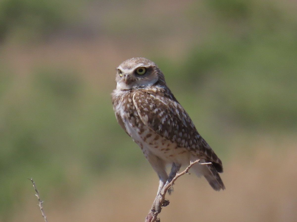 Burrowing Owl (Western) - ML620833063