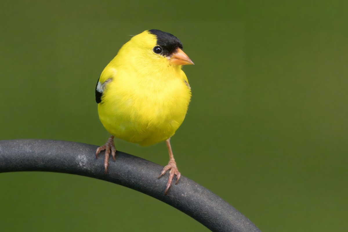 American Goldfinch - ML620833064