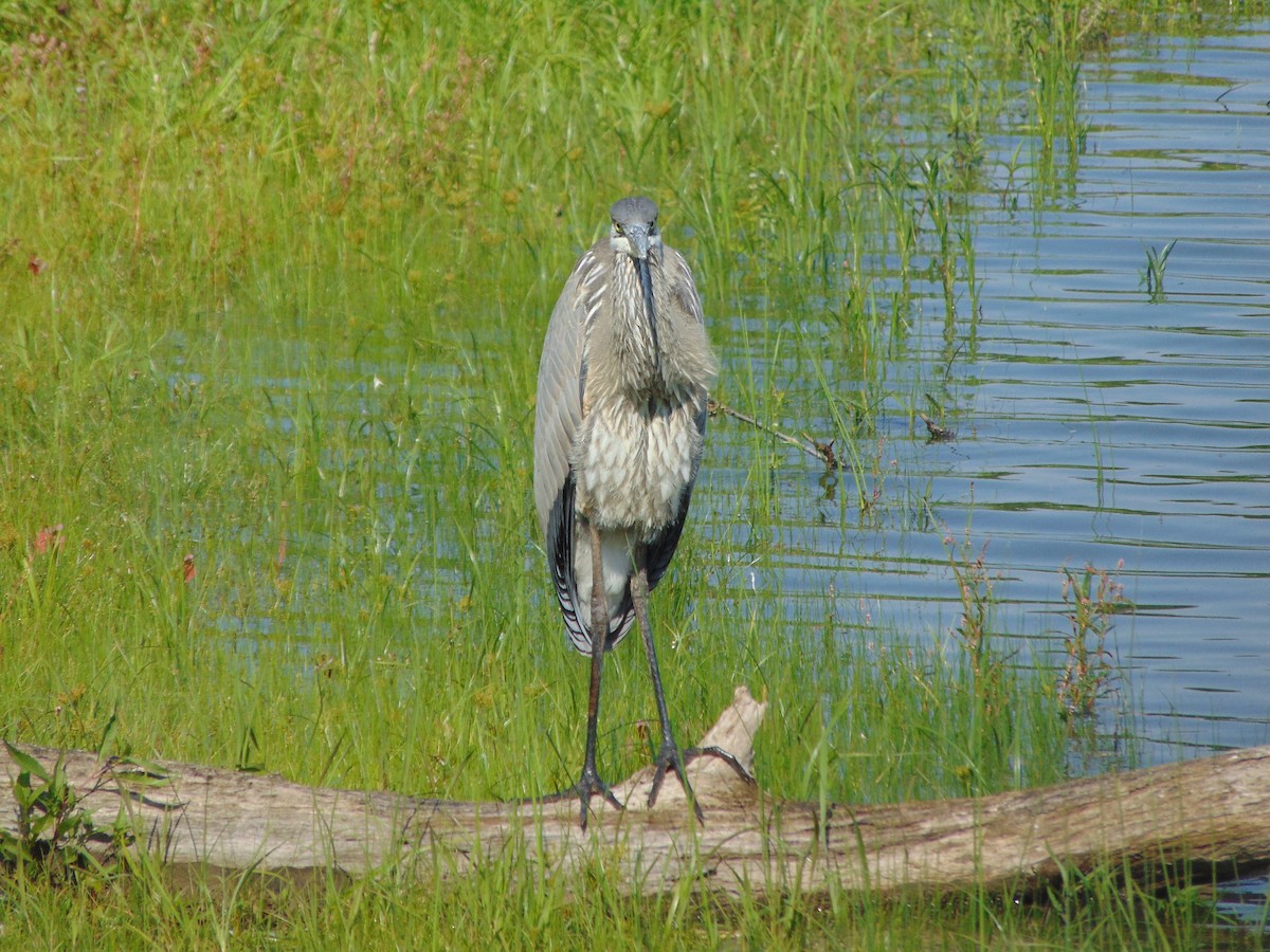 Great Blue Heron - ML620833066