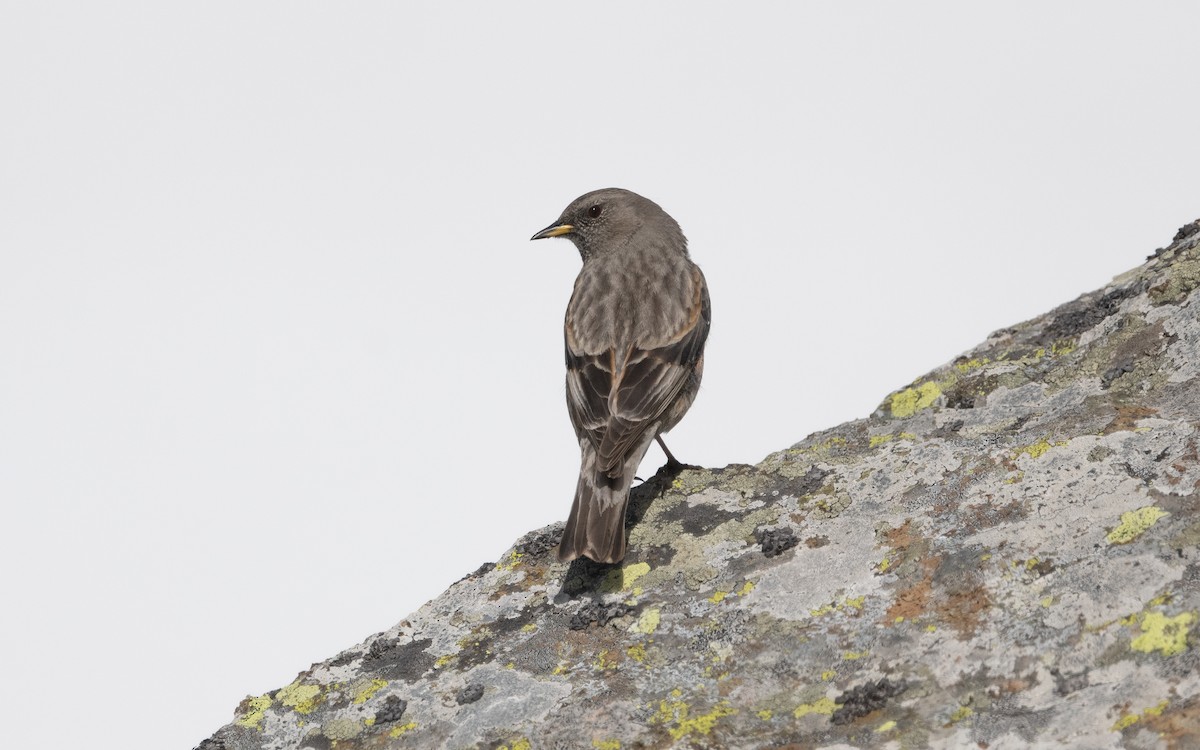 Alpine Accentor - ML620833068