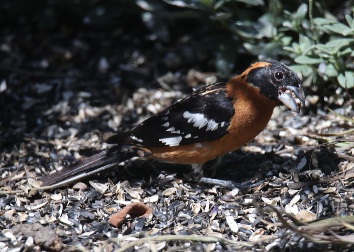 Black-headed Grosbeak - Linda Dalton