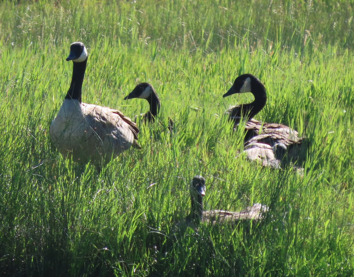 Canada Goose - ML620833080