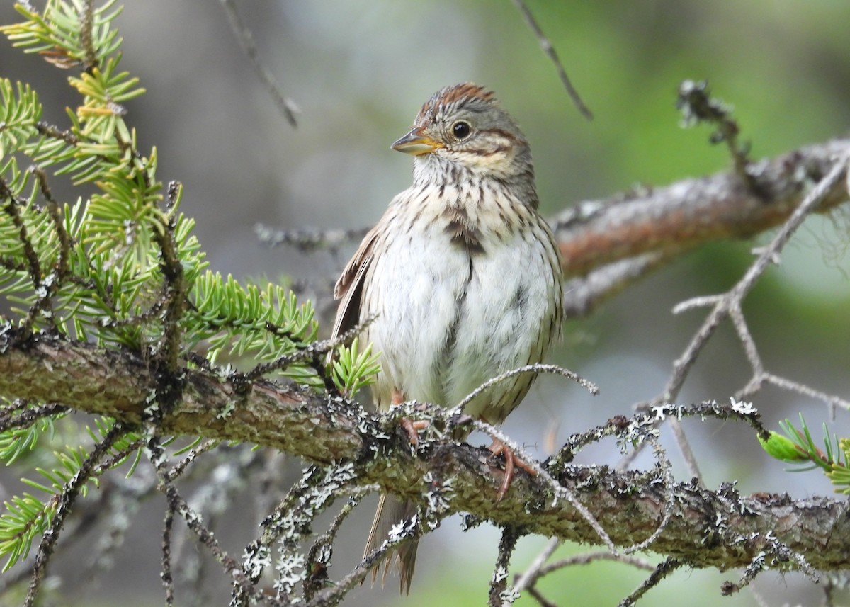 Lincoln's Sparrow - ML620833082