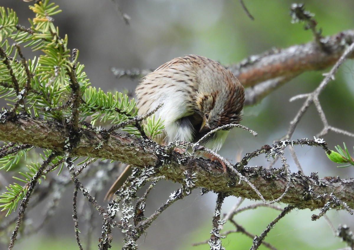 Lincoln's Sparrow - ML620833083