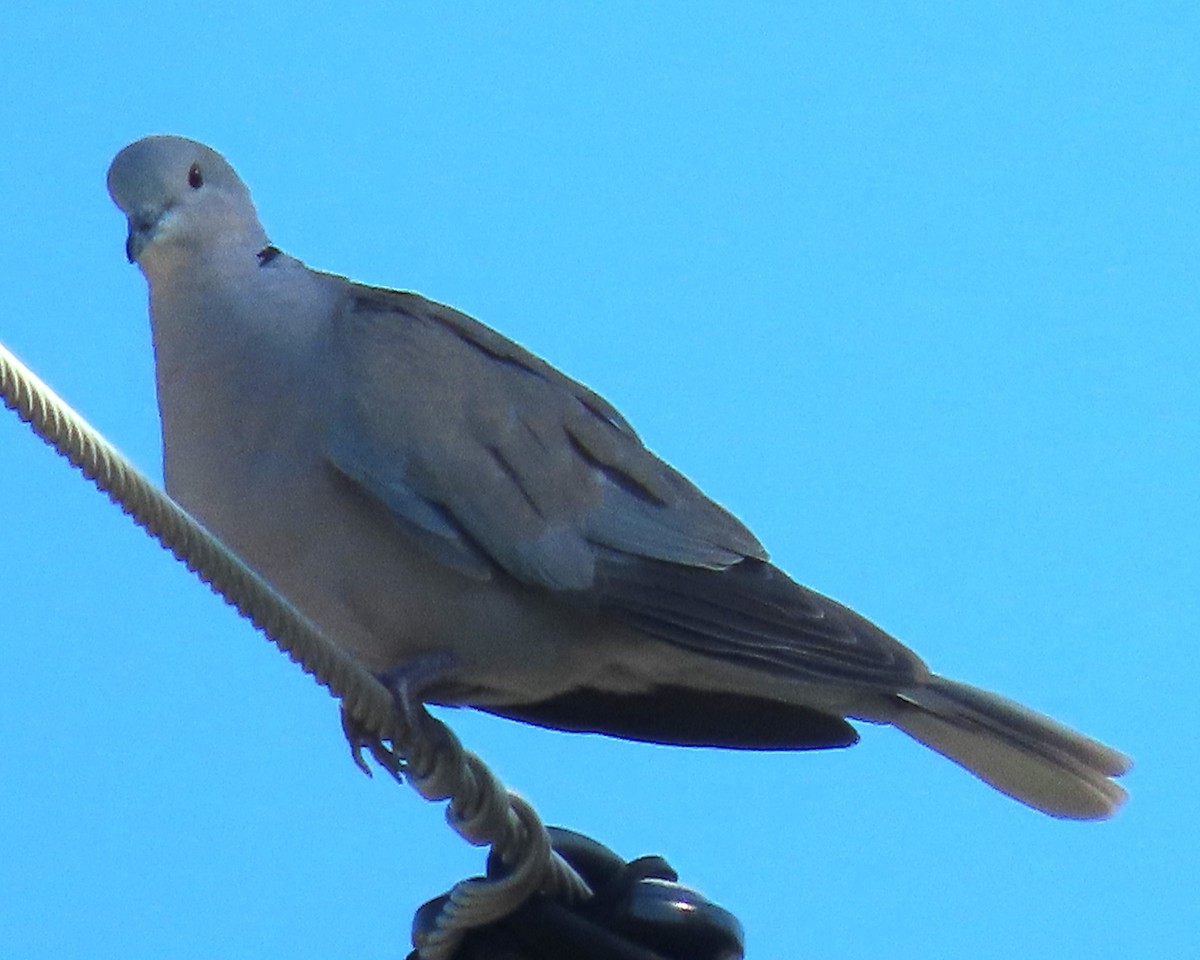Eurasian Collared-Dove - ML620833086