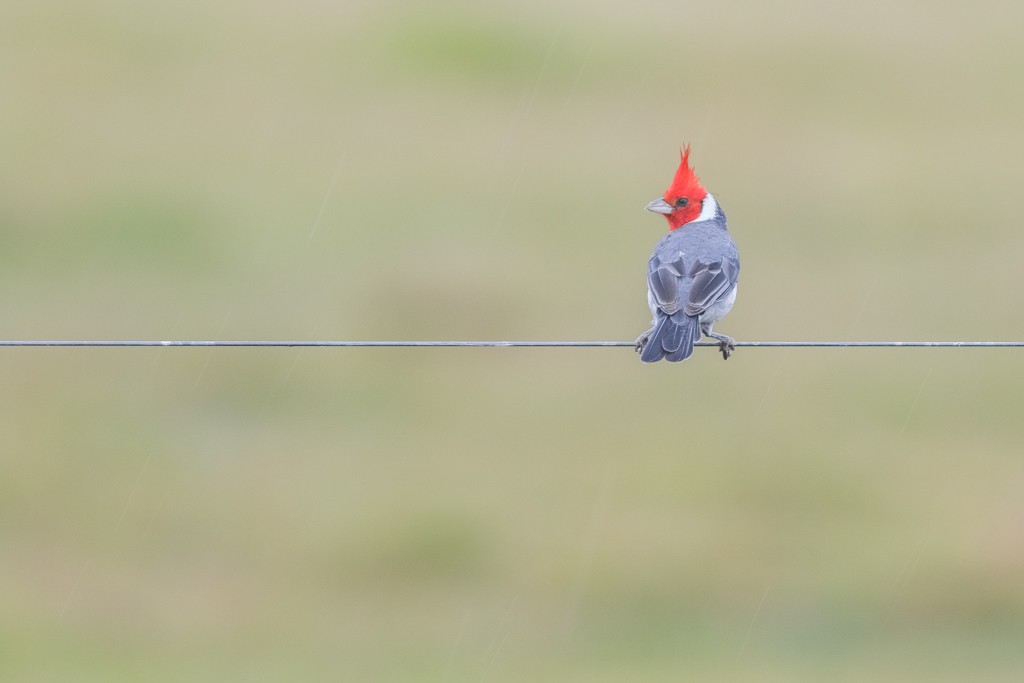 Red-crested Cardinal - ML620833098