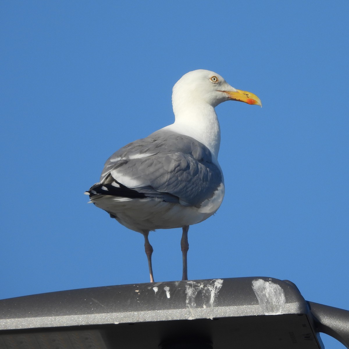 Goéland argenté - ML620833105