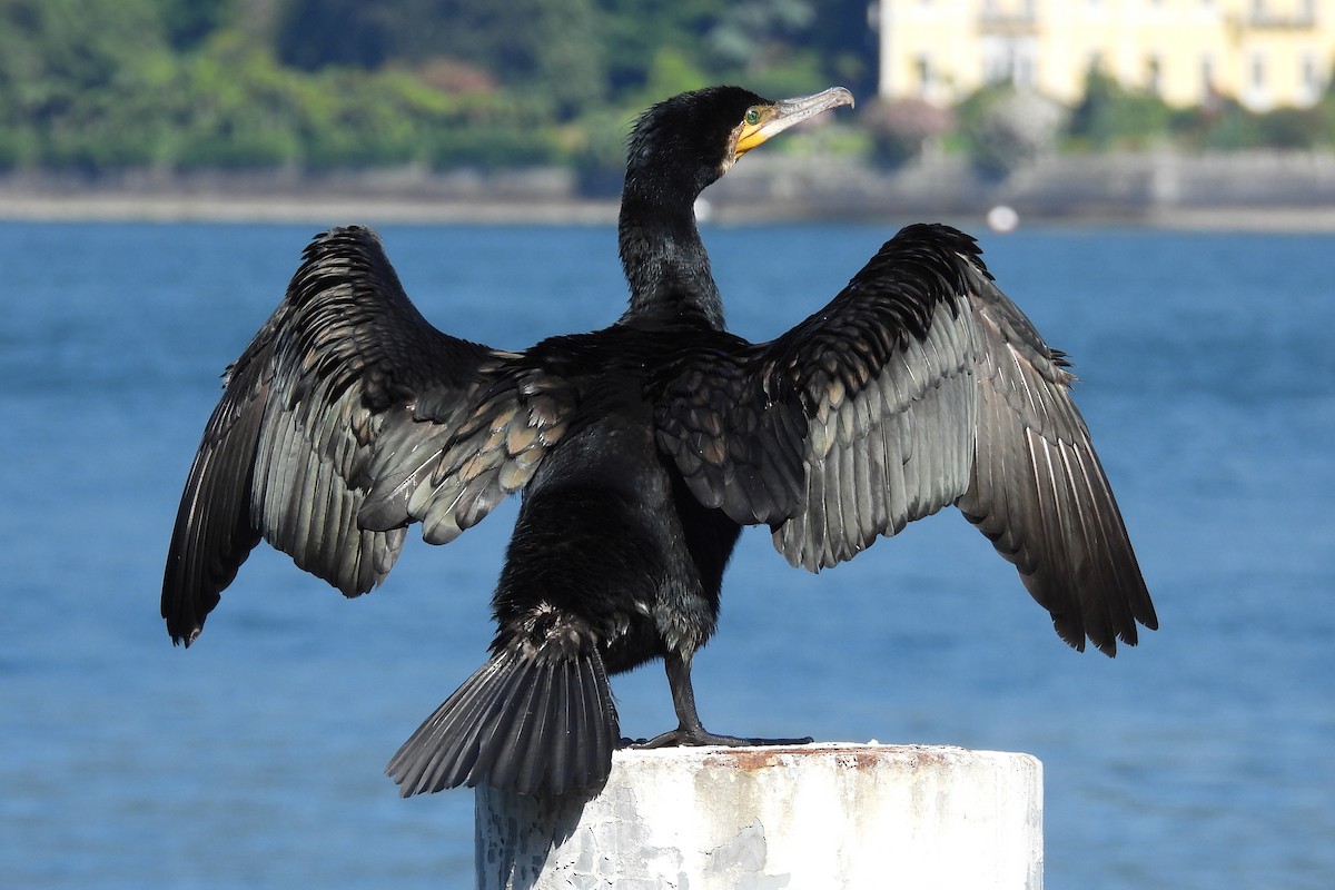 Great Cormorant - ML620833112