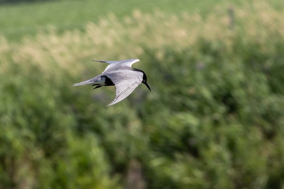 Black Tern - ML620833113