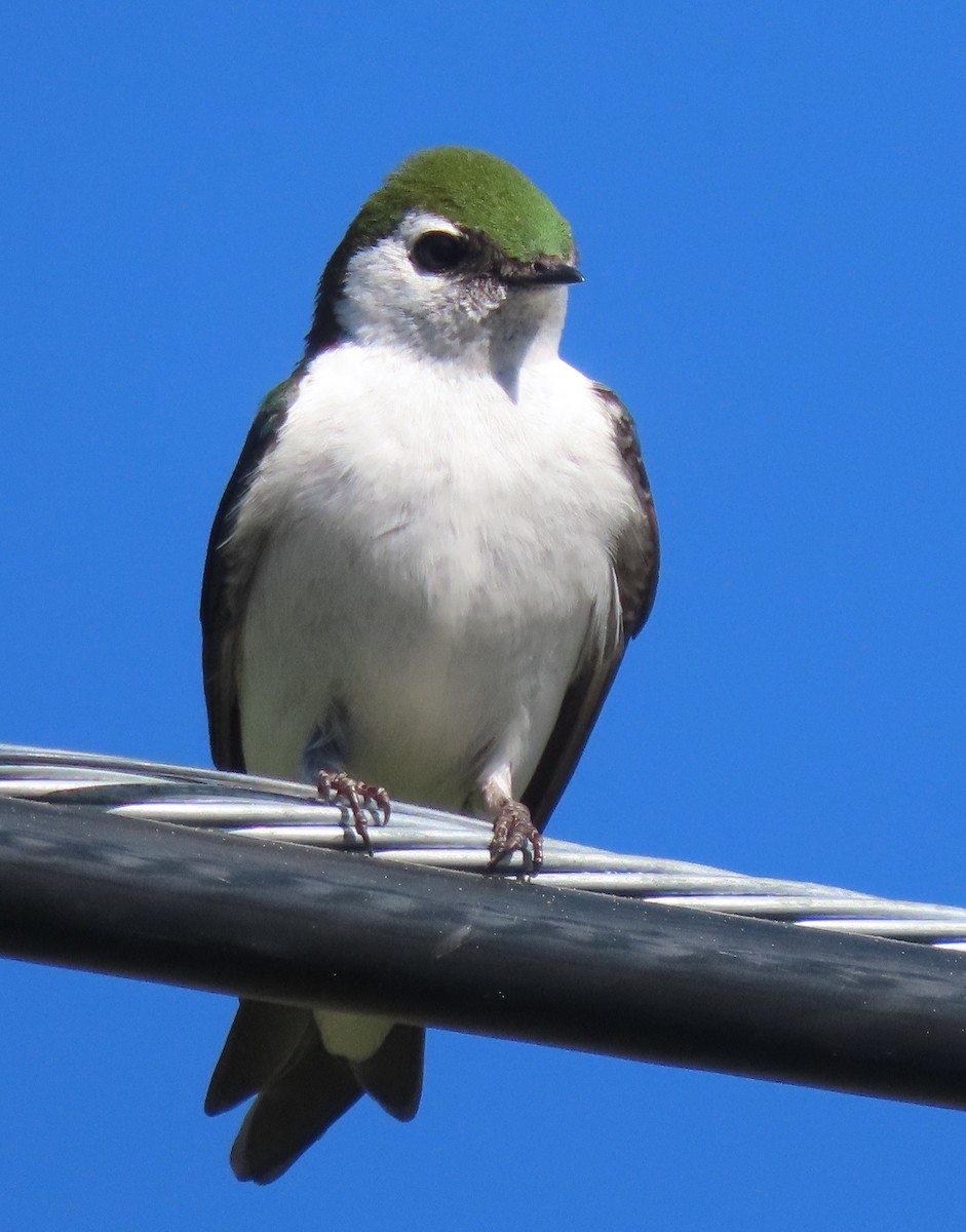 Violet-green Swallow - ML620833114