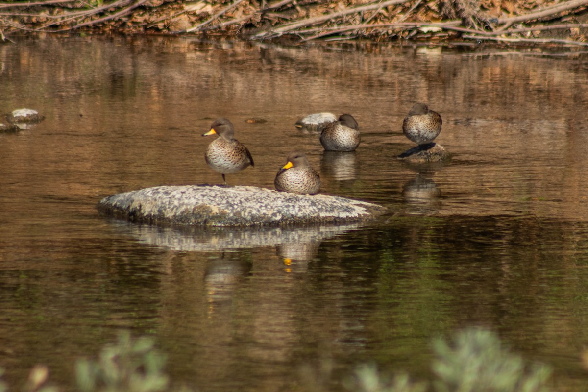 Yellow-billed Teal - ML620833115