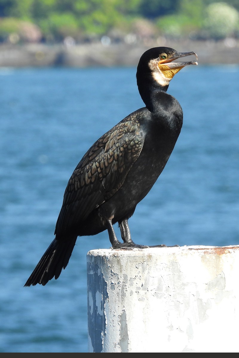 Great Cormorant - ML620833116