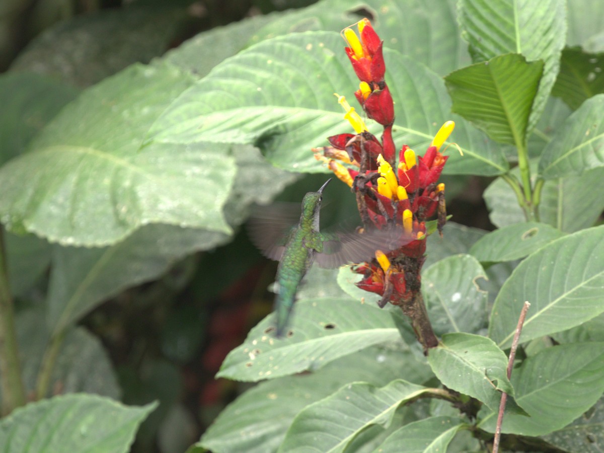 Colibrí Pechigrís (obscurus) - ML620833119