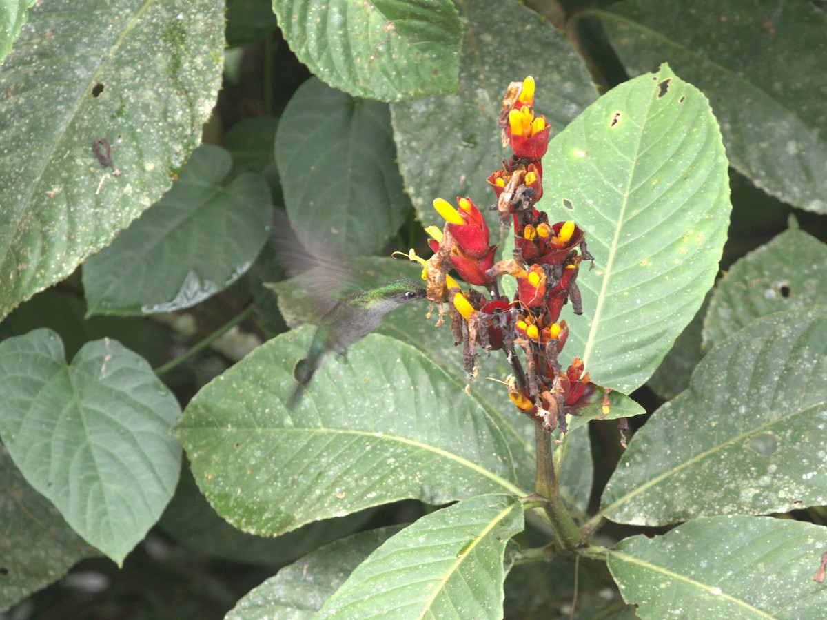 Colibrí Pechigrís (obscurus) - ML620833120