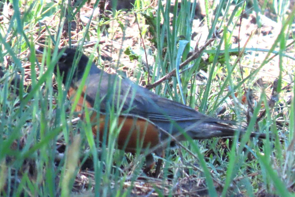 American Robin - ML620833122