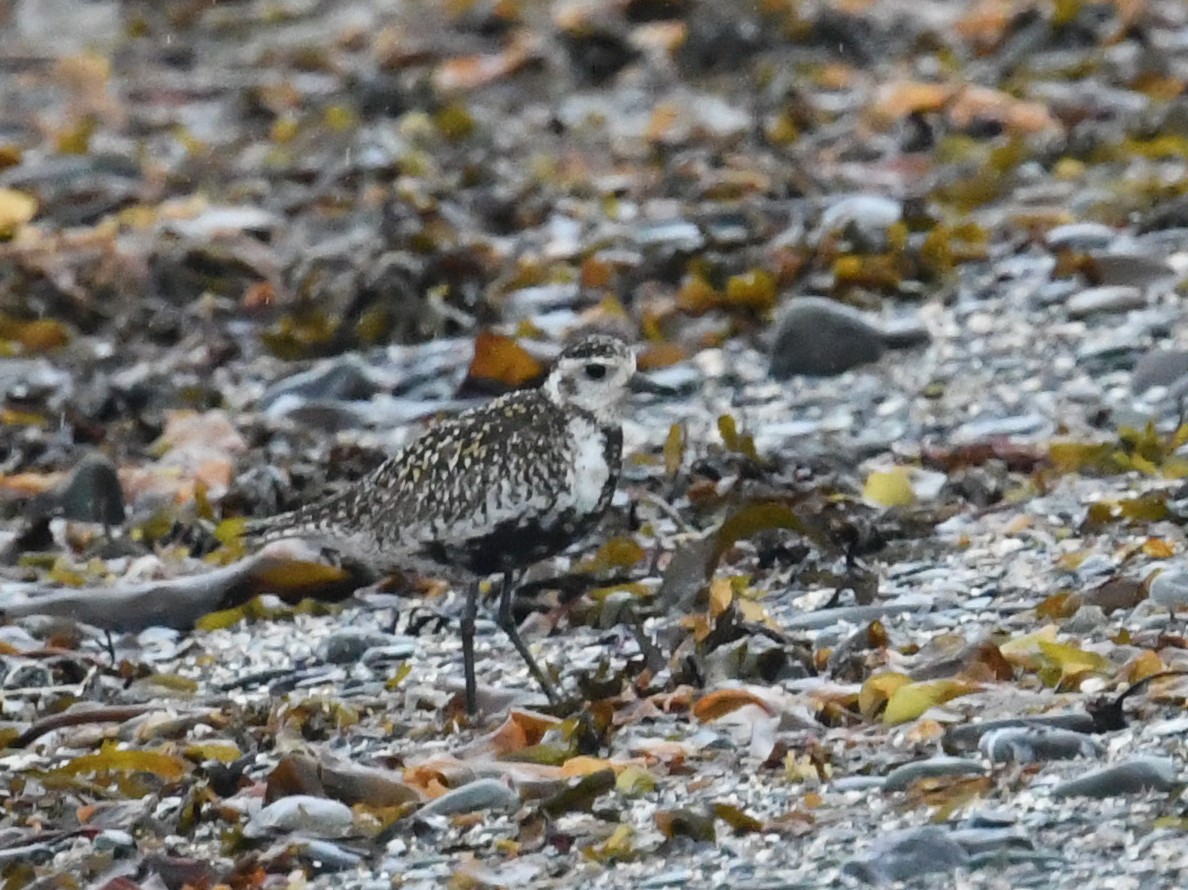 Pacific Golden-Plover - ML620833123