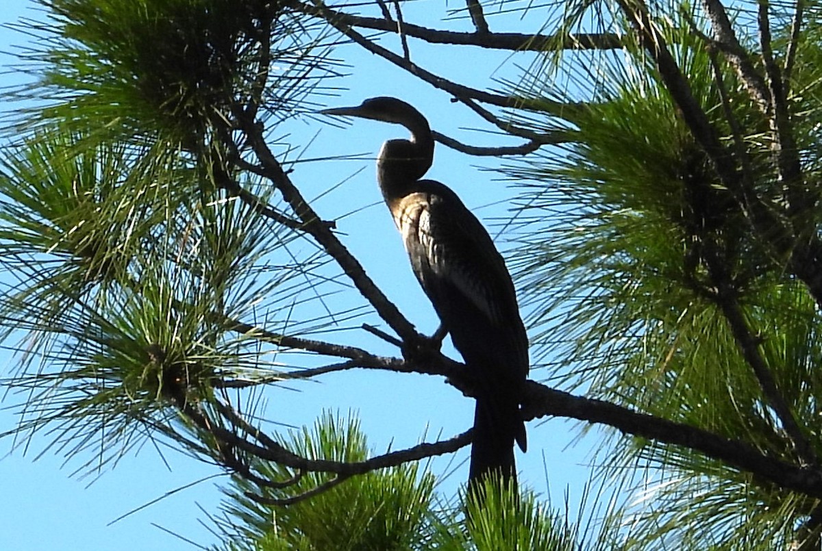 Anhinga Americana - ML620833125