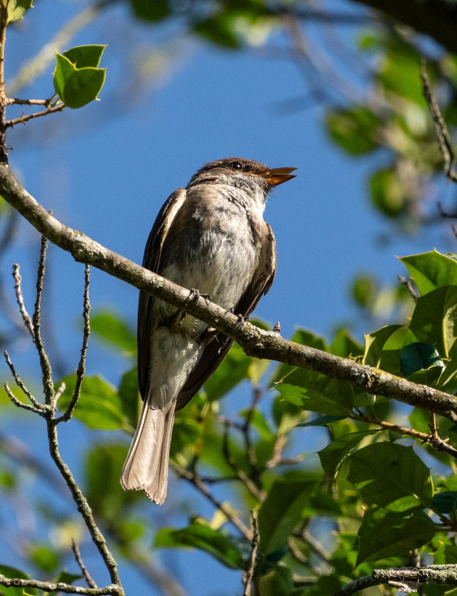 Eastern Phoebe - ML620833127