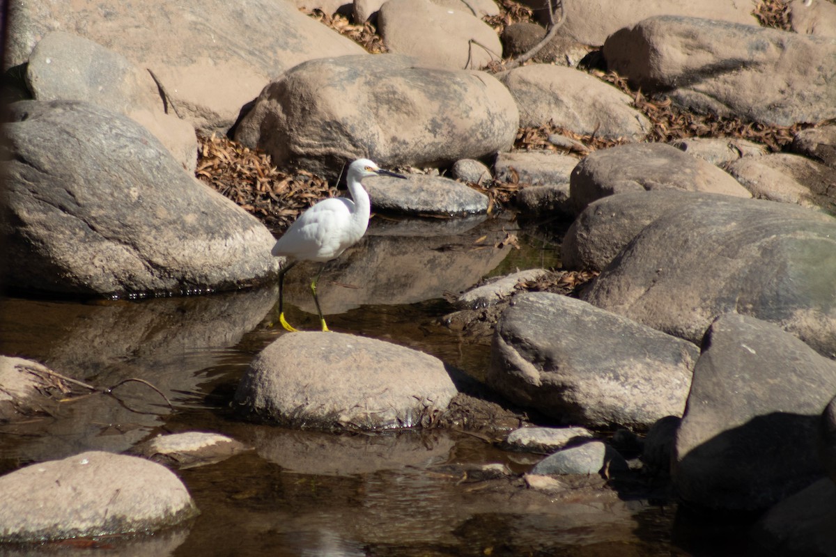 Snowy Egret - ML620833128