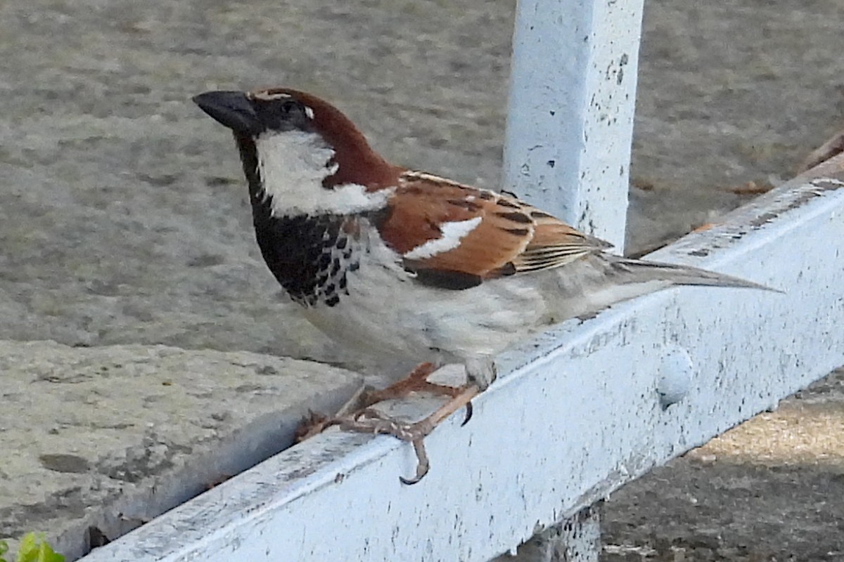 Italian Sparrow - ML620833131