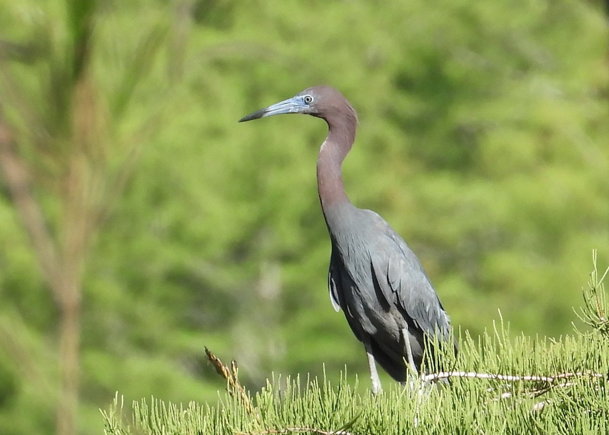 Little Blue Heron - Chuck Hignite