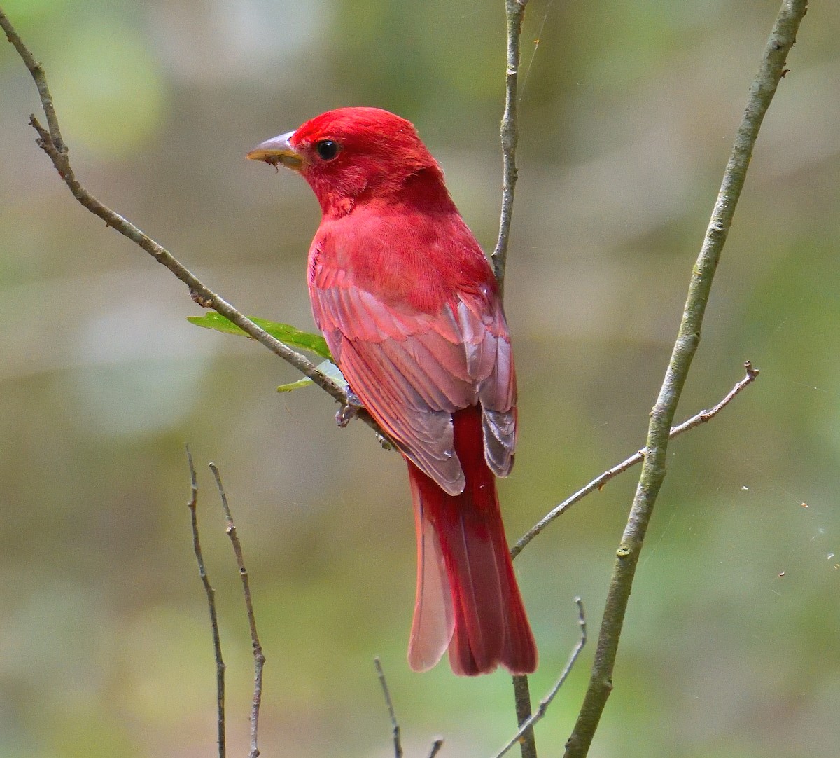 Piranga Roja - ML620833133