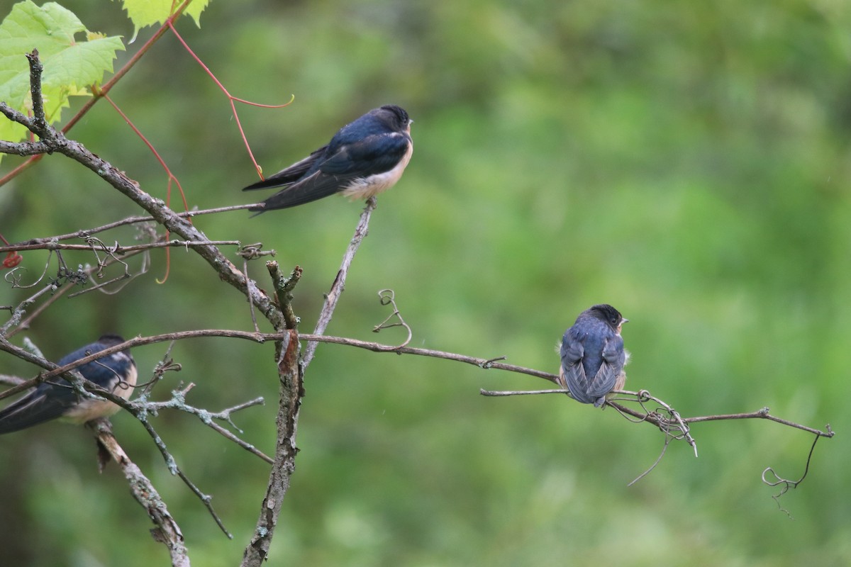 Golondrina Común - ML620833134