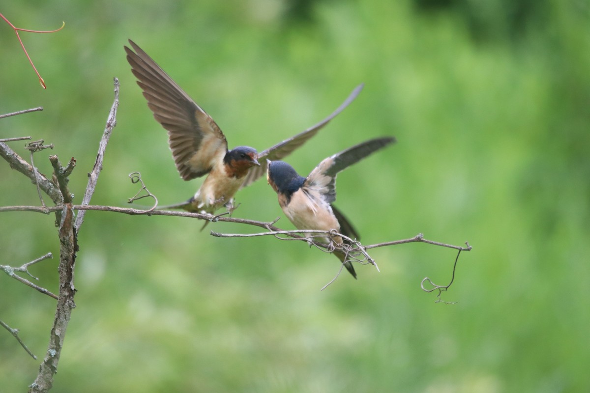 Golondrina Común - ML620833135