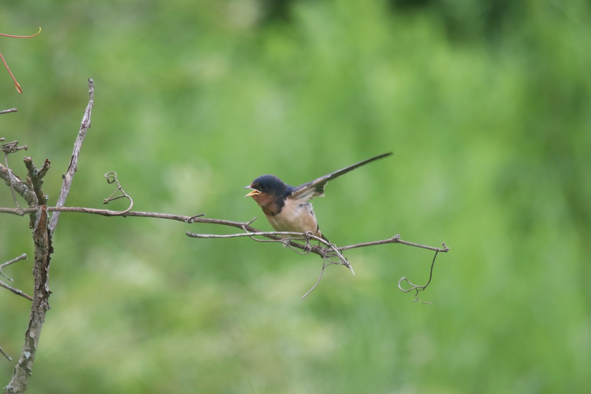 Golondrina Común - ML620833136