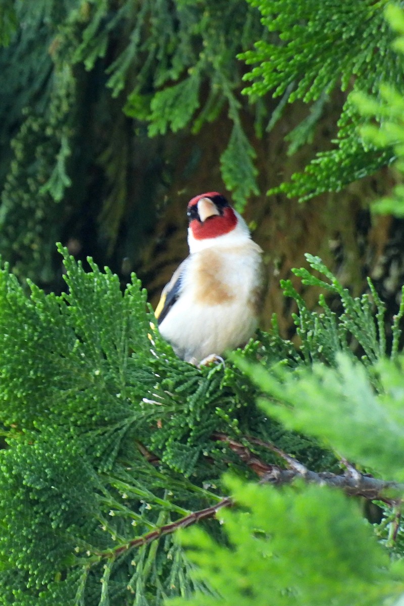 European Goldfinch - ML620833137