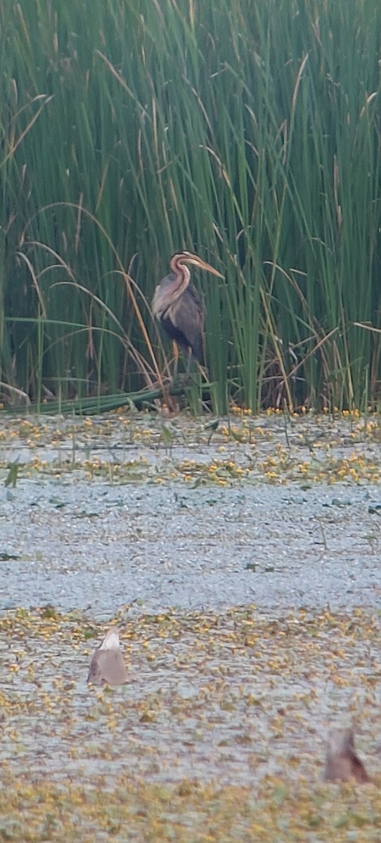 Purple Heron - Peter Mathisen