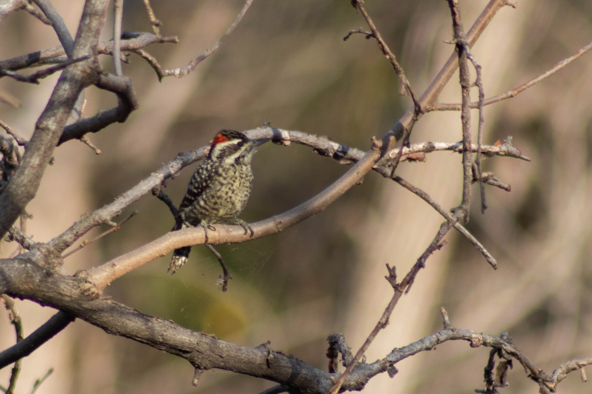 White-barred Piculet - ML620833144