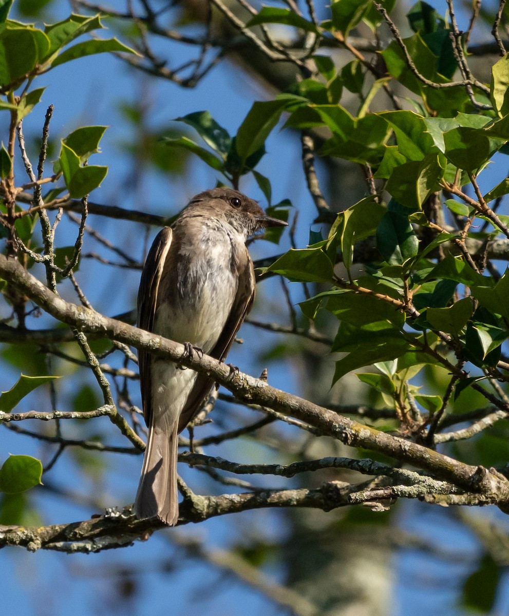 Eastern Phoebe - ML620833149