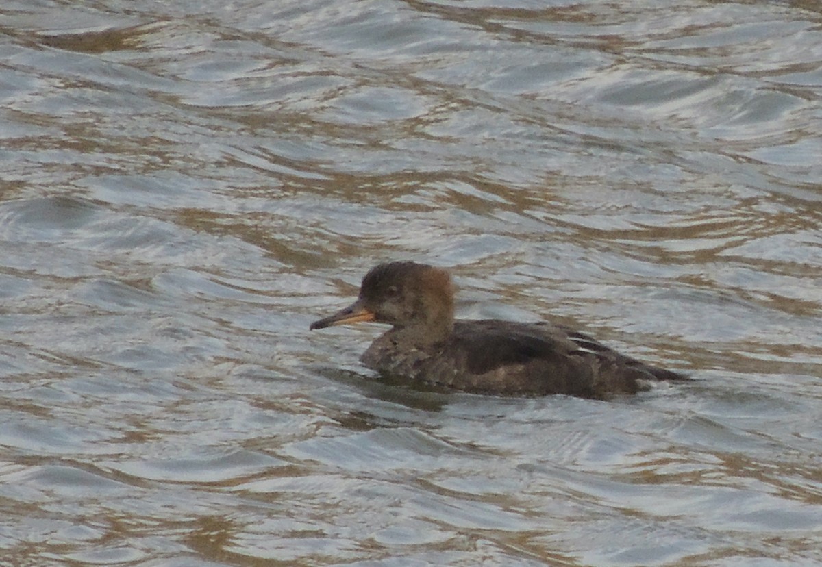 Hooded Merganser - ML620833150