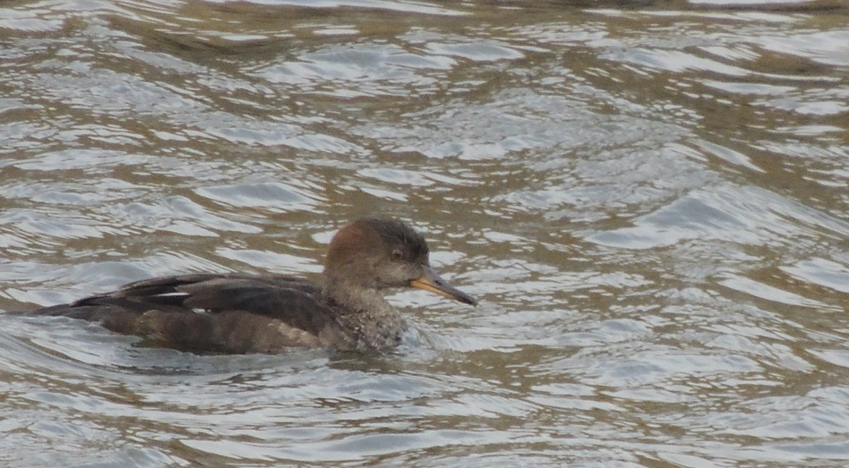 Hooded Merganser - ML620833151